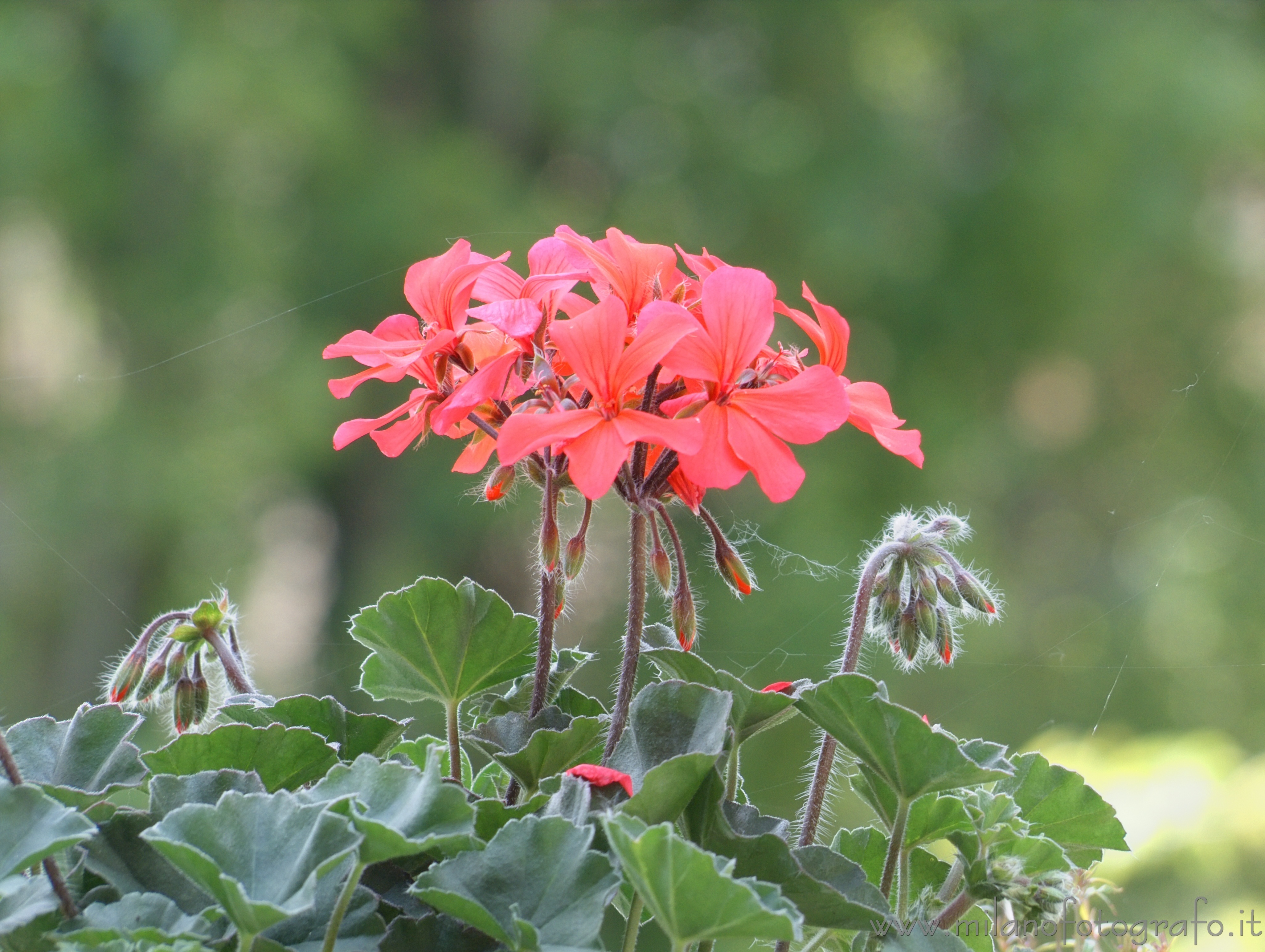 Zavatterello (Pavia) - Fiori di geranio